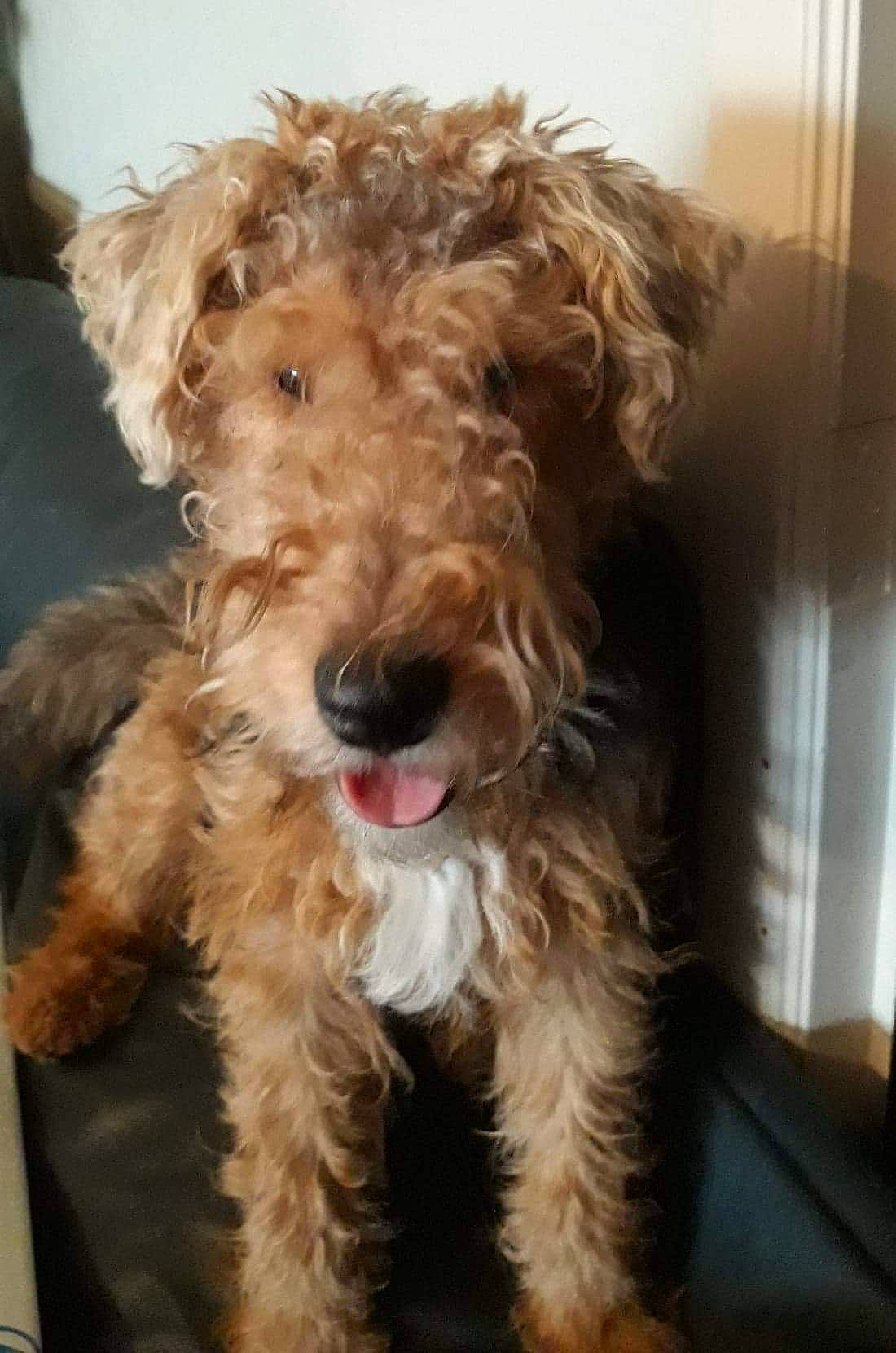 Sam a rejoint le concours — aidez-le/la à gagner de superbes lots ! airedale_terrier, canidae, carnivore, companion_dog, dog, dog_breed, dutch_smoushond, fox_terrier, irish_soft_coated_wheaten_terrier, lakeland_terrier, mammal, non_sporting_group, poodle_crossbreed, rare_breed_dog, schnoodle, sporting_group, sporting_lucas_terrier, terrier, vertebrate, welsh_terrier