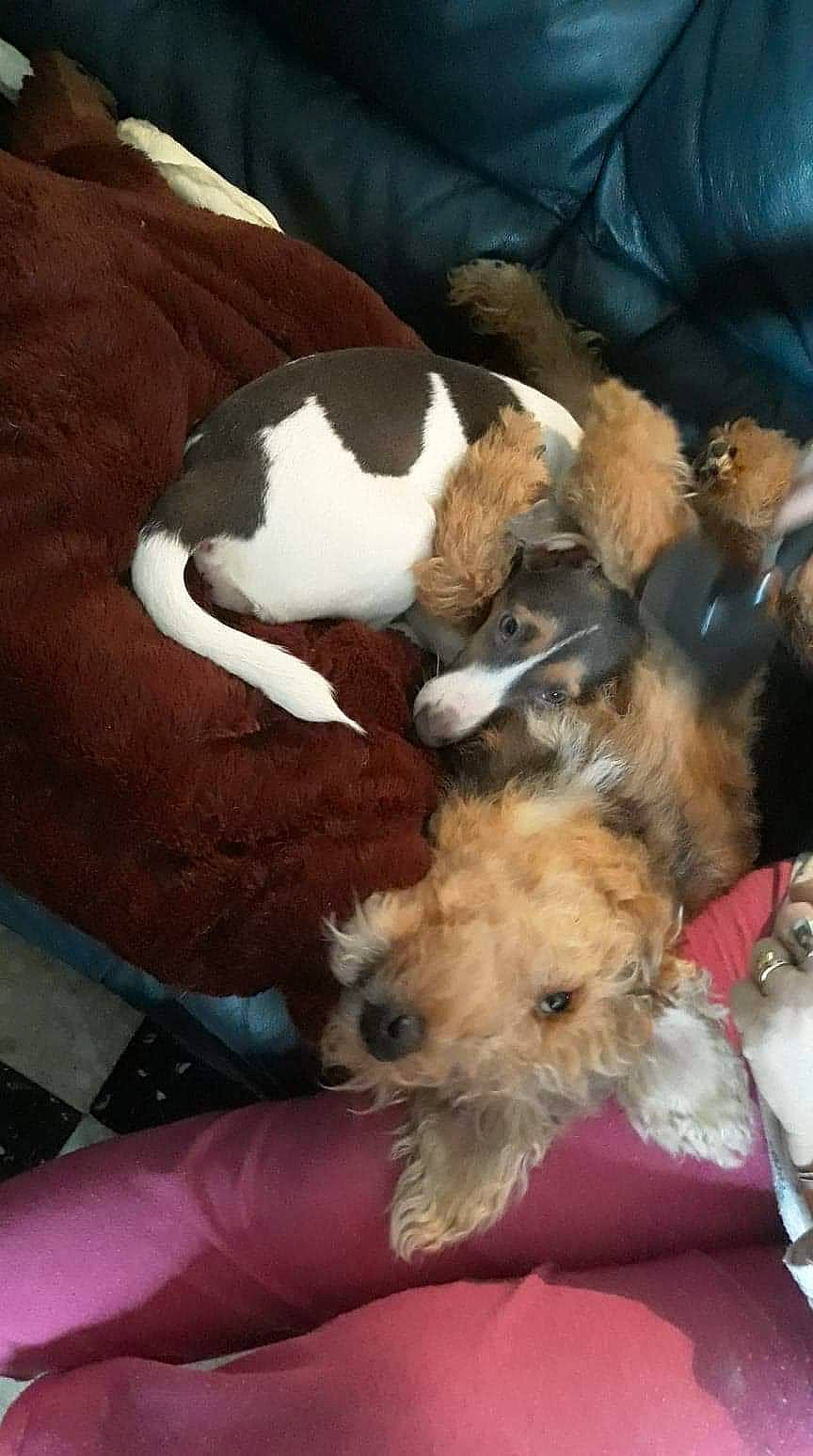 Sam participe au concours pour gagner de l'argent avec cette photo : canidae, carnivore, dog, dog_breed, fox_terrier, mammal, puppy, puppy_love, sporting_lucas_terrier, terrier, vertebrate, welsh_terrier