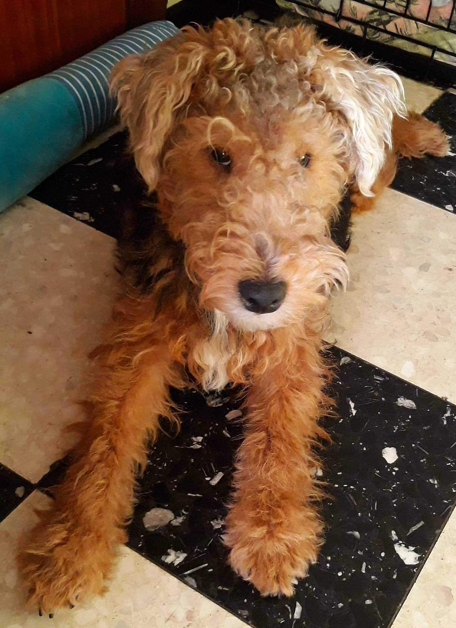 Sam a rejoint le concours — aidez-le/la à gagner de superbes lots ! canidae, carnivore, companion_dog, dog, dog_breed, dutch_smoushond, goldendoodle, irish_soft_coated_wheaten_terrier, lakeland_terrier, mammal, miniature_poodle, poodle_crossbreed, rare_breed_dog, schnoodle, snout, sporting_group, sporting_lucas_terrier, terrier, vertebrate, welsh_terrier