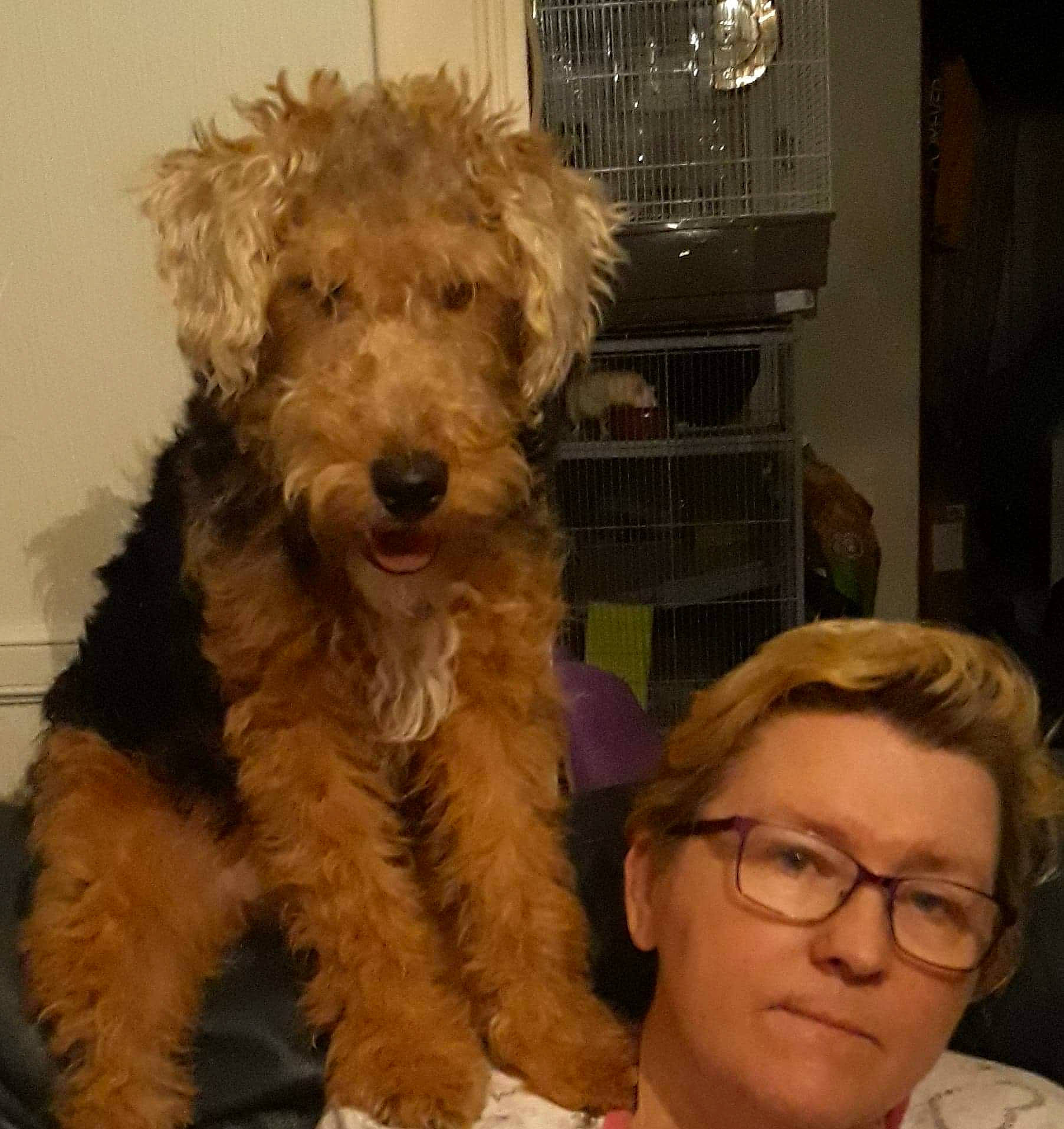 Sam a rejoint le concours — aidez-le/la à gagner de superbes lots ! airedale_terrier, canidae, carnivore, companion_dog, dog, dog_breed, dutch_smoushond, labradoodle, lakeland_terrier, mammal, miniature_poodle, poodle_crossbreed, pumi, rare_breed_dog, schnoodle, sporting_group, sporting_lucas_terrier, terrier, vertebrate, welsh_terrier