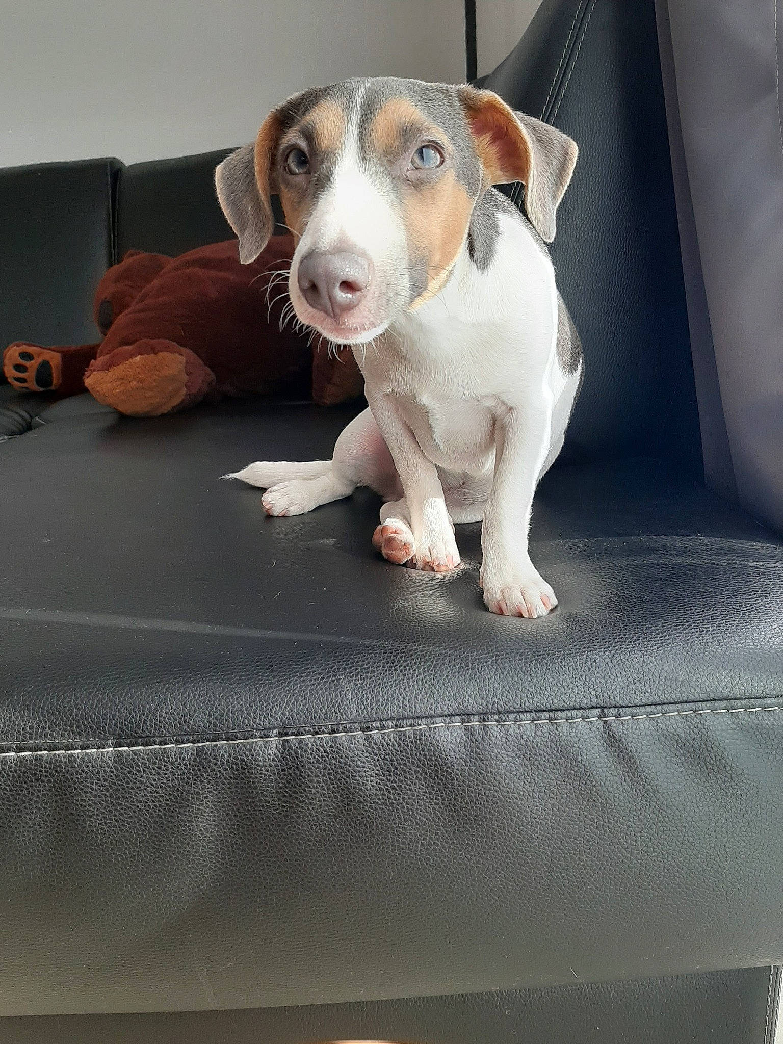 Jessy participe au concours pour gagner de l'argent avec cette photo : braque_saint_germain, brazilian_terrier, canidae, carnivore, companion_dog, dog, dog_breed, fawn, jack_russell_terrier, mammal, puppy, russell_terrier, snout, sporting_group, vertebrate