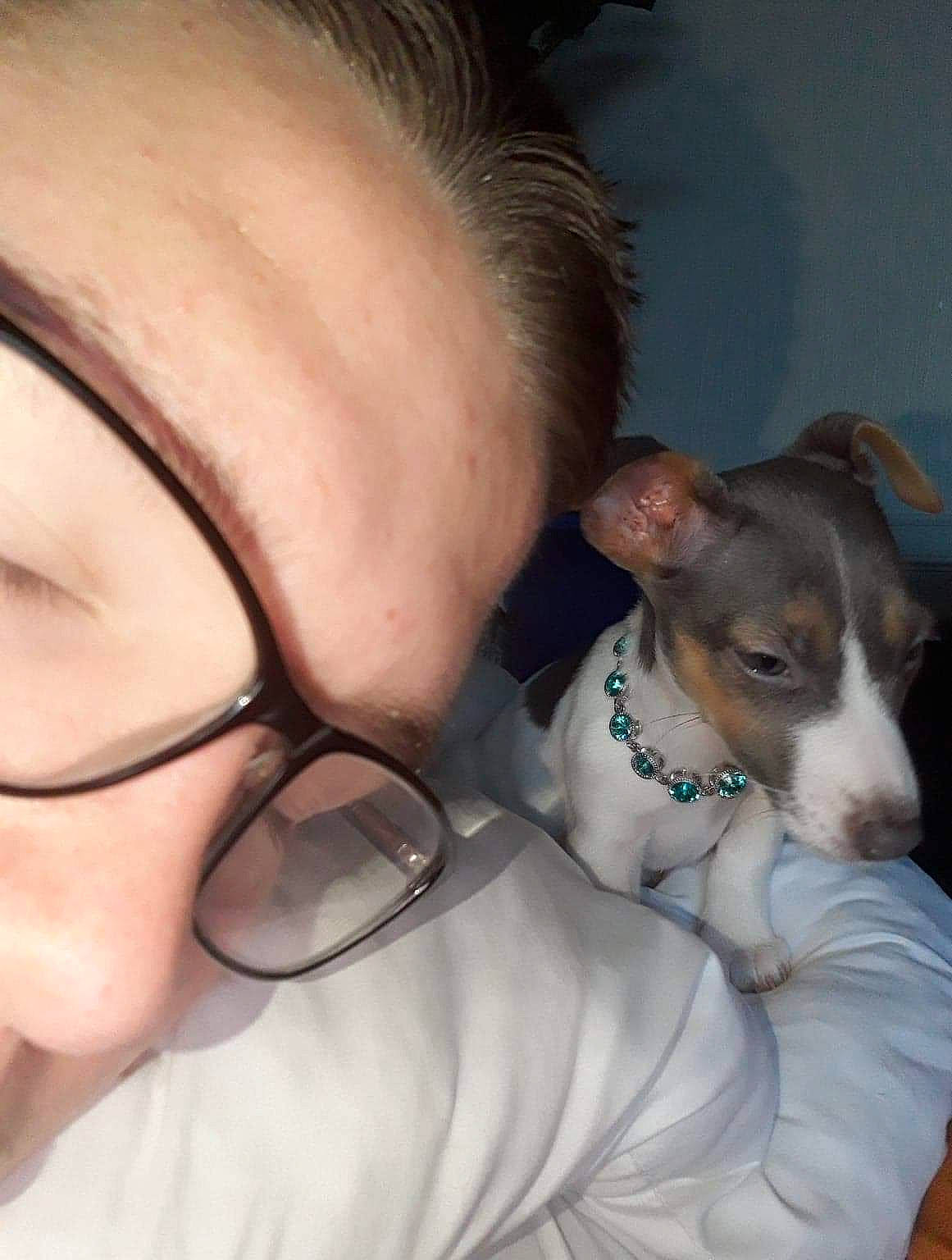 Jessy a rejoint le concours — aidez-le/la à gagner de superbes lots ! brazilian_terrier, canidae, carnivore, companion_dog, danish_swedish_farmdog, dog, dog_breed, ear, eye, fox_terrier, head, japanese_terrier, mammal, nose, puppy_love, russell_terrier, selfie, skin, snout, whiskers