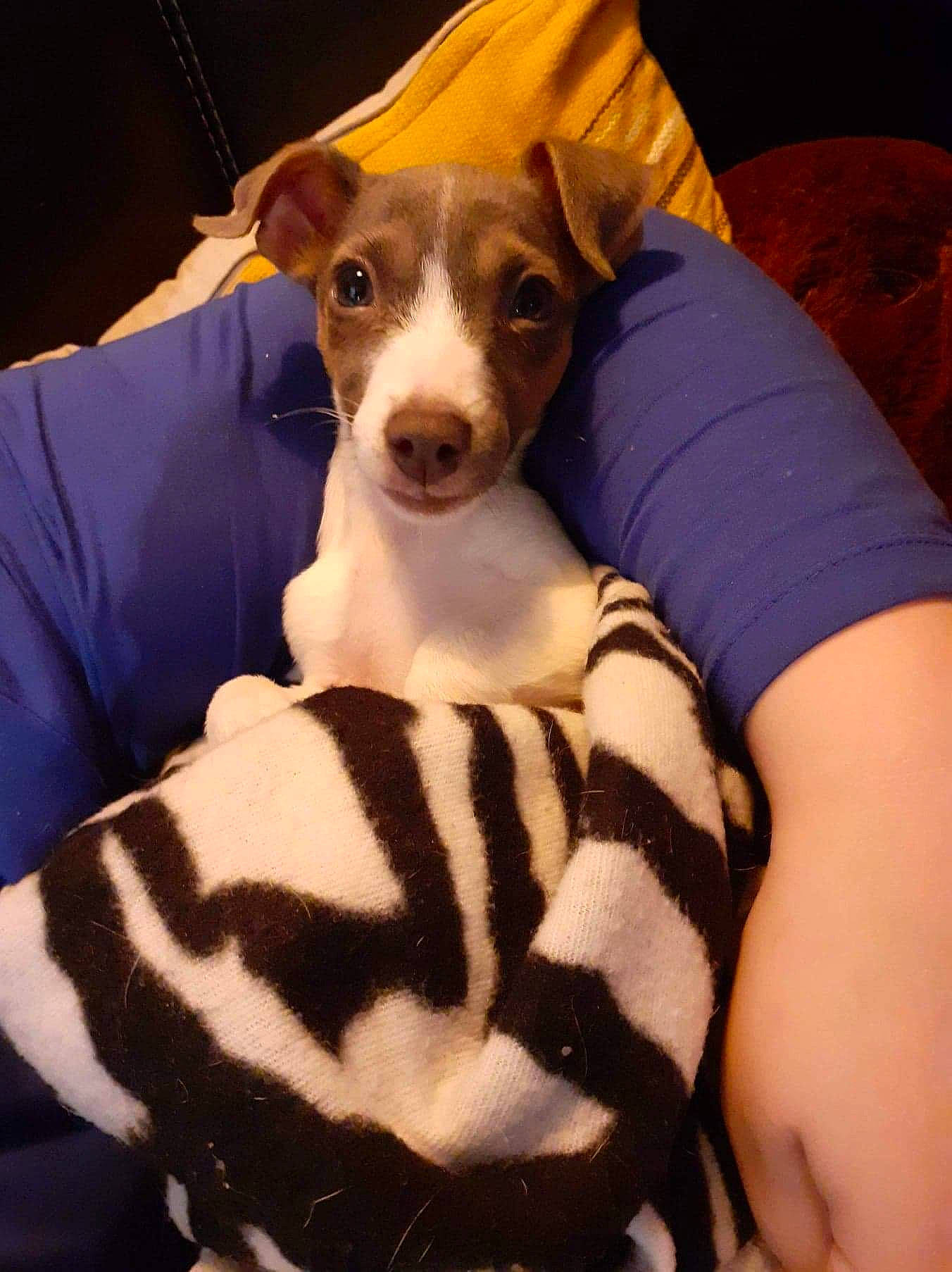 Jessy participe au concours pour gagner de l'argent avec cette photo : brazilian_terrier, canidae, carnivore, companion_dog, dog, dog_breed, italian_greyhound, mammal, miniature_fox_terrier, puppy, teddy_roosevelt_terrier, tenterfield_terrier, vertebrate, whippet