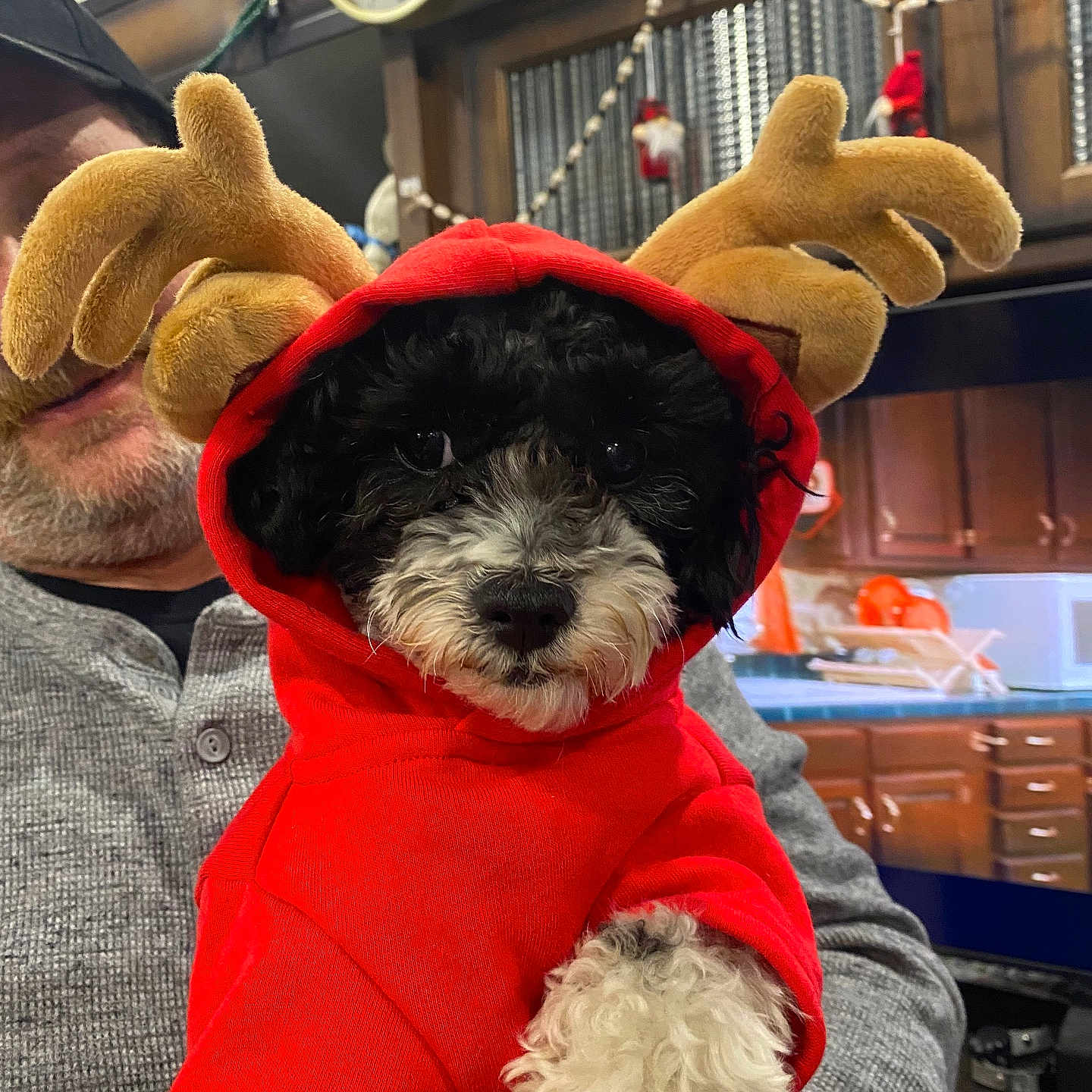 Max joined the competition — help win amazing prizes! beard, black_and_white, christmas_decor, clock, cute, dog, face, fur, gray_sweater, holding, holiday, hoodie, indoor, kitchen, person, pet_costume, puppy, red_clothing, reindeer_antlers, wooden_cabinets