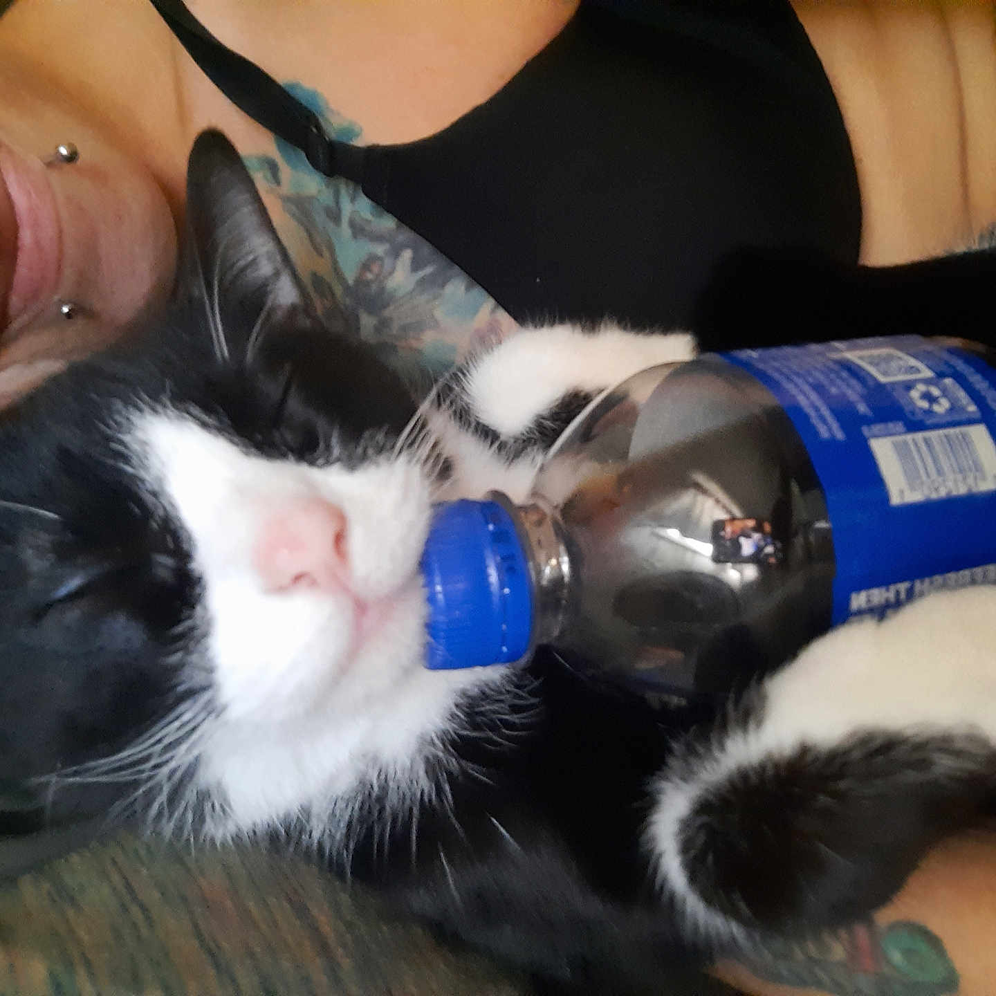 Iris West Meowllen joined the competition — help win amazing prizes! animal, baby, beverage, bodypart, bottle, cat, coke, face, finger, hand, head, kitten, manx, mineralwater, person, pet, skin, soda, tattoo, waterbottle
