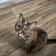 Darcy joined the competition — help win amazing prizes! animal, cat, close_up, curious, cute, domestic_cat, ears, feline, floor, fur, green_eyes, indoor, looking_up, pet, portrait, sitting, tabby, tail, whiskers, wooden_floor