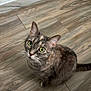 animal, cat, close_up, curious, cute, domestic_cat, ears, feline, floor, fur, green_eyes, indoor, looking_up, pet, portrait, sitting, tabby, tail, whiskers, wooden_floor