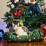 Roméo participe au concours pour gagner de l'argent avec cette photo : cat, christmas_tree, christmas_ornaments, christmas_lights, christmas_presents, festive_pet_bed, holiday_decor, indoor, pet, feline, decorations, gift_wrapping, wooden_floor, greenery, red_bow, white_ribbon, holiday_spirit, cozy, domestic_animal, celebration