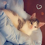 Roméo a rejoint le concours — aidez-le/la à gagner de superbes lots ! cat, kitten, blanket, blue_blanket, cute, cozy, pet, feline, sleepy, indoor, resting, fur, whiskers, ears, face, comfort, heart_doodle, soft_lighting, closeup, relaxed