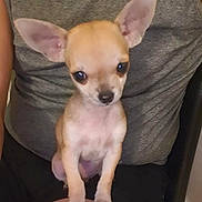 Oxy participe au concours pour gagner de l'argent avec cette photo : chihuahua, puppy, dog, small_dog, pet, animal, ears, lap, person, tank_top, indoor, cute, sitting, looking, brown, short_hair, tiny, young, front_view, domestic_animal
