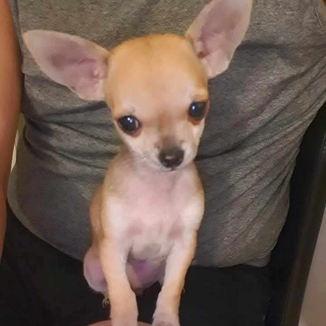 Oxy participe au concours pour gagner de l'argent avec cette photo : chihuahua, puppy, dog, small_dog, pet, animal, ears, lap, person, tank_top, indoor, cute, sitting, looking, brown, short_hair, tiny, young, front_view, domestic_animal