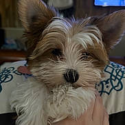 Sadie is registered to the contest to win money with this photo: puppy, dog, close_up, fluffy, ears, cute, pet, indoor, hand, holding, animal, portrait, fur, adorable, young, small, cozy, background_blur, domestic, companion