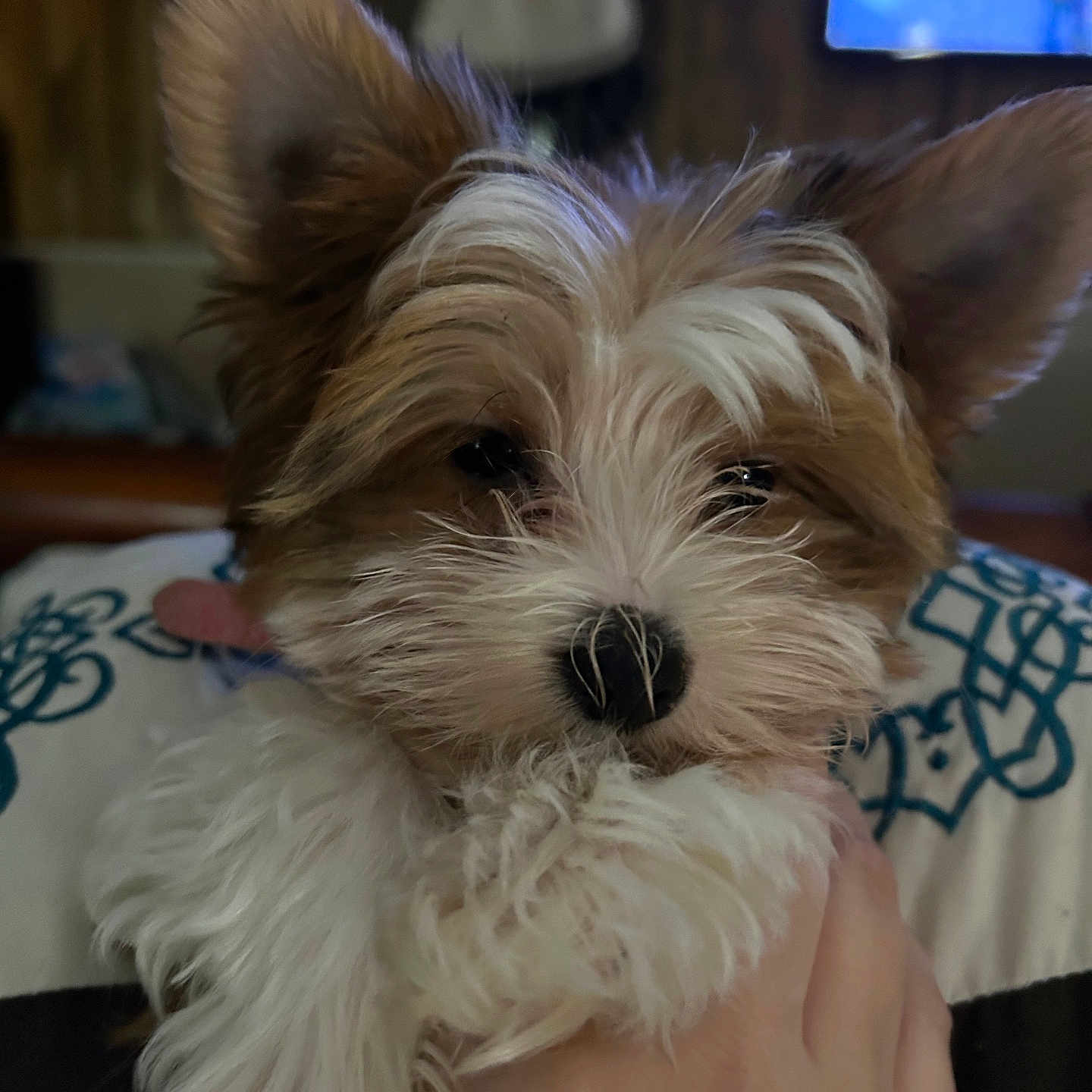 Sadie is registered to the contest to win money with this photo: adorable, animal, background_blur, close_up, companion, cozy, cute, dog, domestic, ears, fluffy, fur, hand, holding, indoor, pet, portrait, puppy, small, young