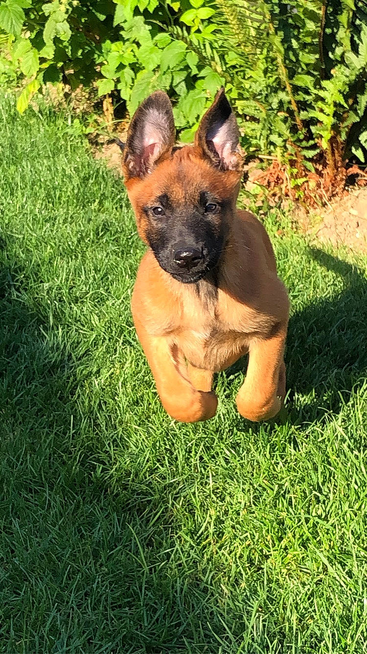 élite participe au concours pour gagner de l'argent avec cette photo : belgian_shepherd, belgian_shepherd_malinois, canidae, carnivore, dog, dog_breed, fawn, german_shepherd_dog, grass, mammal, plant, puppy, rare_breed_dog, vertebrate, working_dog