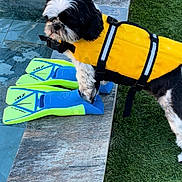Sharon participe au concours pour gagner de l'argent avec cette photo : dog, black_and_white_dog, life_jacket, yellow_life_jacket, swim_fins, blue_green_flippers, pool_edge, tiled_pool, grass, backyard, pet_accessory, harness, fur, outdoor, water, summer, standing, small_dog, close_up, playful