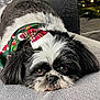Sharon participe au concours pour gagner de l'argent avec cette photo : dog, shih_tzu, pet, close_up, resting, brown_eyes, fluffy, black_and_white, blanket, couch, christmas_bandana, holiday, indoor, portrait, adorable, nose, whiskers, ears, cozy, soft_texture