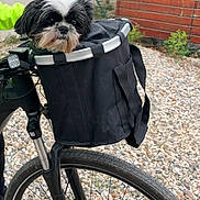 Sharon participe au concours pour gagner de l'argent avec cette photo : dog, small_dog, black_and_white, shih_tzu, pet, bicycle, bike_basket, front_wheel, handlebar, headlight, tire, gravel, outdoor, fence, brick_wall, fur, cute, eyes, nose, portrait