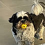 Sharon participe au concours pour gagner de l'argent avec cette photo : dog, small_dog, pet, toy_ball, yellow_ball, holding_ball, chewing, indoor, tile_floor, fluffy_fur, black_and_white, face, eyes, nose, tail, playful, standing, close_up, portrait, cute