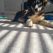 Gino joined the competition — help win amazing prizes! puppy, dog, heterochromia, blue_eye, brown_eye, carpet, sunlight, shadow, indoor, toy, furniture, relaxing, pet, animal, cute, young_dog, paw, face, lying_down, light