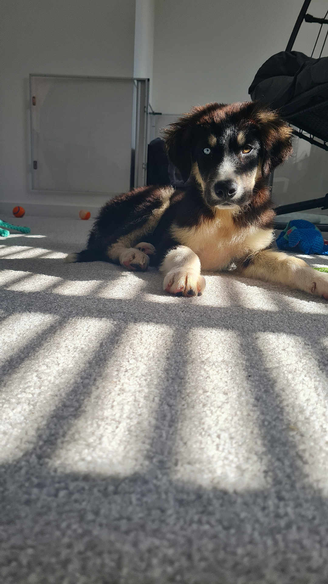 Gino joined the competition — help win amazing prizes! puppy, dog, heterochromia, blue_eye, brown_eye, carpet, sunlight, shadow, indoor, toy, furniture, relaxing, pet, animal, cute, young_dog, paw, face, lying_down, light