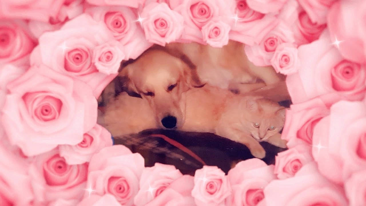 Lyza participe au concours pour gagner de l'argent avec cette photo : canidae, carnivore, companion_dog, dog, dog_breed, flower, heart, love, mammal, petal, pink, plant, puppy, puppy_love, rose, sporting_group