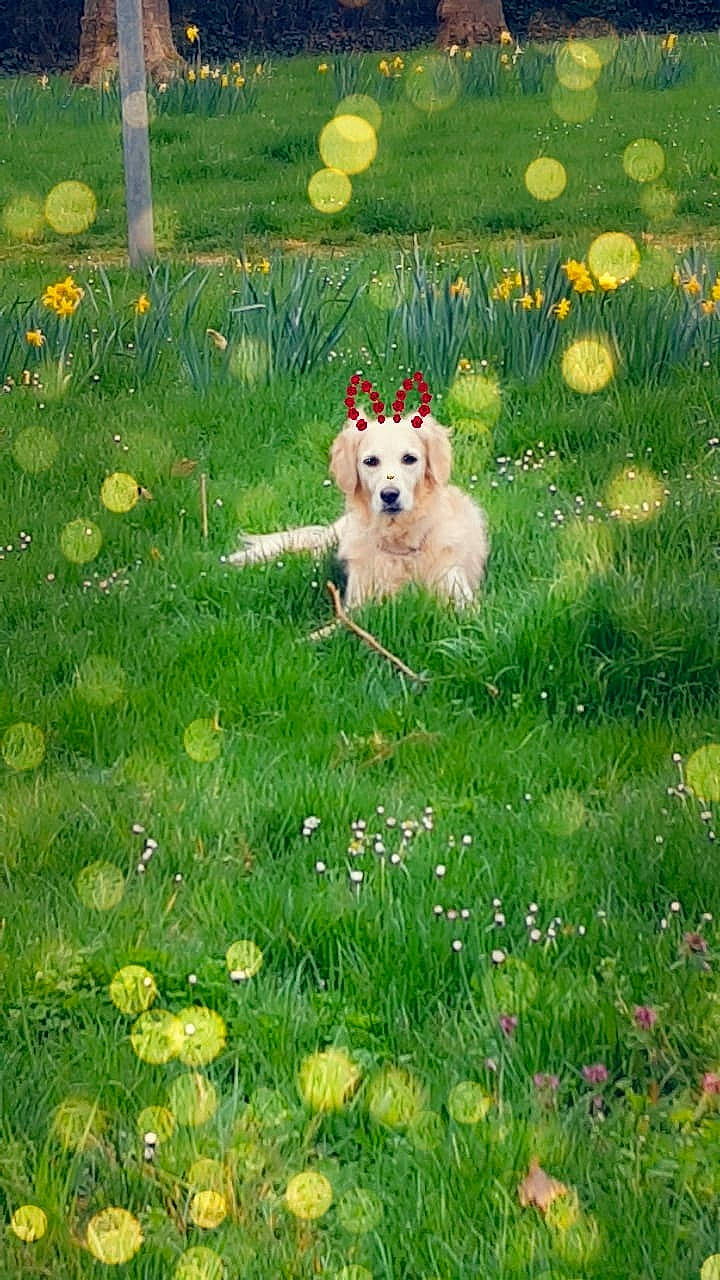 Lyza a rejoint le concours — aidez-le/la à gagner de superbes lots ! canidae, carnivore, companion_dog, dog, dog_breed, flower, grass, grassland, mammal, meadow, plant, spring, vertebrate, west_highland_white_terrier, white_shepherd, wildflower