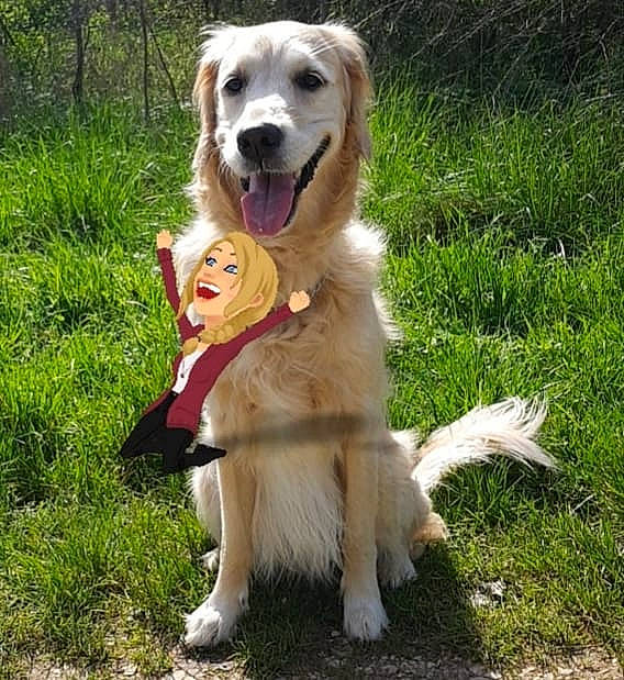 Lyza participe au concours pour gagner de l'argent avec cette photo : canidae, carnivore, companion_dog, dog, dog_breed, fawn, flat_coated_retriever, golden_retriever, hovawart, labrador_retriever, mammal, nova_scotia_duck_tolling_retriever, rare_breed_dog, retriever, small_greek_domestic_dog, sporting_group, tail, vertebrate, working_dog