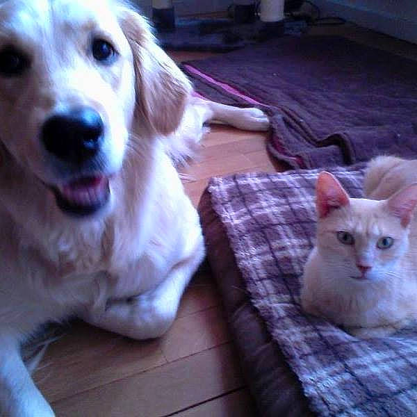 Punky a rejoint le concours — aidez-le/la à gagner de superbes lots ! canidae, carnivore, cat, companion_dog, dog, dog_breed, ear, eye, fawn, felidae, golden_retriever, kitten, mammal, nose, puppy, retriever, small_to_medium_sized_cats, sporting_group, vertebrate, whiskers