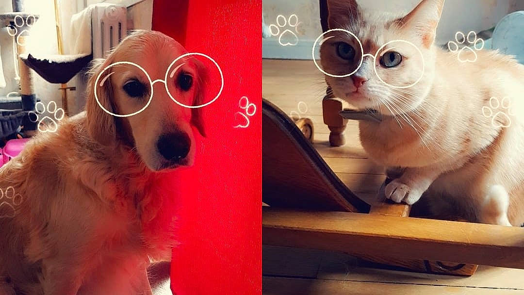 Punky participe au concours pour gagner de l'argent avec cette photo : canidae, carnivore, cat, companion_dog, eyewear, fawn, felidae, fur, glasses, kitten, nose, photo_caption, selfie, small_to_medium_sized_cats, snout, tonkinese, vision_care, whiskers