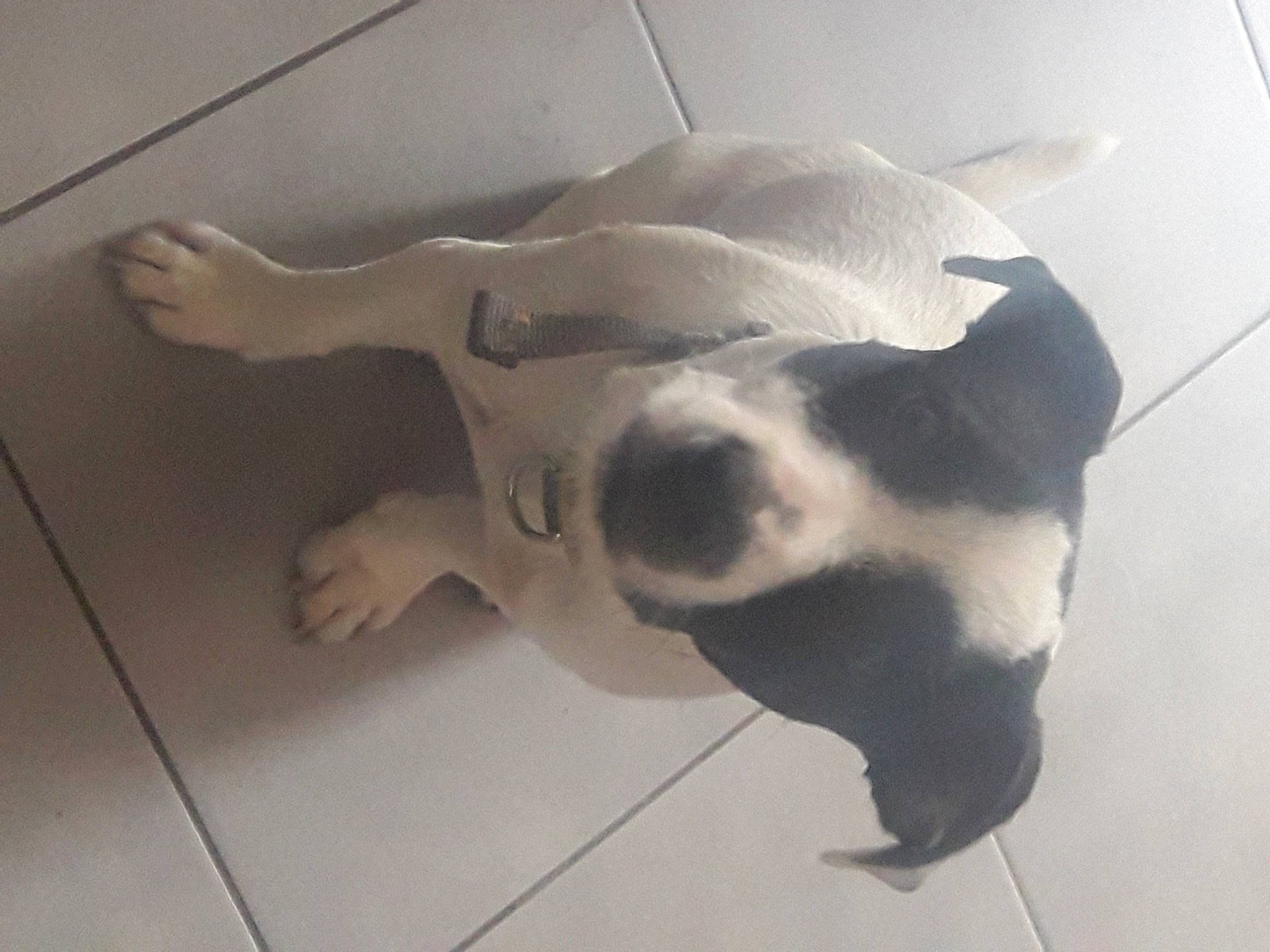 Lasco participe au concours pour gagner de l'argent avec cette photo : american_bulldog, american_pit_bull_terrier, canidae, carnivore, dog, dog_breed, fawn, floor, non_sporting_group, nose, pit_bull, pointer, puppy, snout, sporting_group, tail