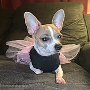 Princess is registered to the contest to win money with this photo: dog, small_dog, chihuahua, costume, fairy_wings, black_clothing, indoor, couch, gray_couch, green_couch, red_curtain, pet, animal, cute, relaxed, looking_away, fur, ears, paw, house