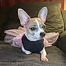 dog, small_dog, chihuahua, costume, fairy_wings, black_clothing, indoor, couch, gray_couch, green_couch, red_curtain, pet, animal, cute, relaxed, looking_away, fur, ears, paw, house