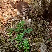 Chaussette a rejoint le concours — aidez-le/la à gagner de superbes lots ! animal, cat, crouching, curious, exploring, fur, greenery, ground, kitten, leaves, mammal, moss, nature, outdoor, plants, rocks, small, white_paws, wildlife, young