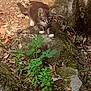 animal, cat, crouching, curious, exploring, fur, greenery, ground, kitten, leaves, mammal, moss, nature, outdoor, plants, rocks, small, white_paws, wildlife, young