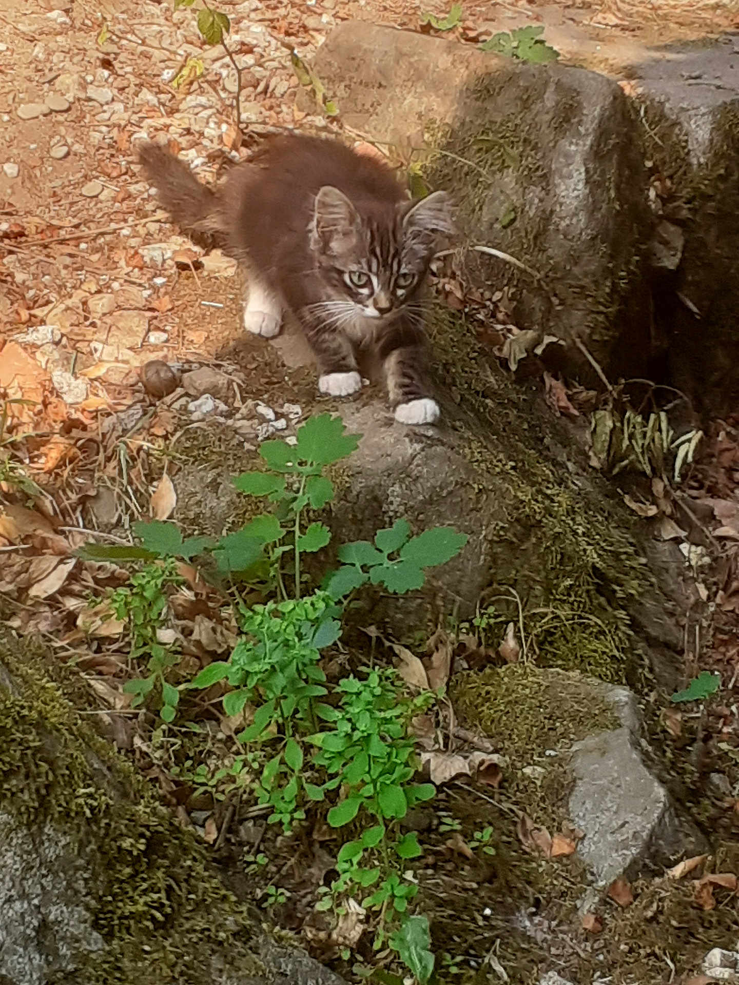 Chaussette a rejoint le concours — aidez-le/la à gagner de superbes lots ! animal, cat, crouching, curious, exploring, fur, greenery, ground, kitten, leaves, mammal, moss, nature, outdoor, plants, rocks, small, white_paws, wildlife, young
