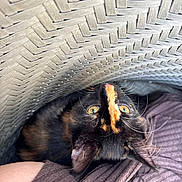 Bella participe au concours pour gagner de l'argent avec cette photo : cat, tortoiseshell, basket, woven, yellow_eyes, whiskers, curious, pet, animal, indoor, fabric, purple, texture, closeup, looking_up, feline, cozy, snug, human_arm, resting