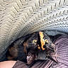 cat, tortoiseshell, basket, woven, yellow_eyes, whiskers, curious, pet, animal, indoor, fabric, purple, texture, closeup, looking_up, feline, cozy, snug, human_arm, resting
