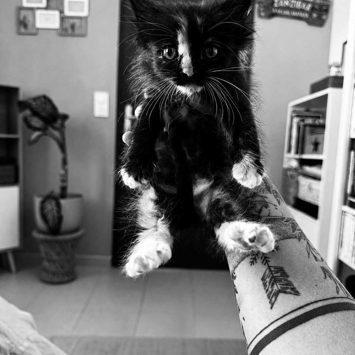 Bella