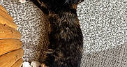 Bella participe au concours pour gagner de l'argent avec cette photo : animal, carpet, cat, cozy, curious, cute, domestic, feline, floor, fur, indoors, patterned_carpet, pet, relaxed, resting, stretching, tail, tortoiseshell, whiskers, wood