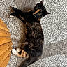 Bella participe au concours pour gagner de l'argent avec cette photo : cat, tortoiseshell, feline, pet, animal, carpet, floor, wood, relaxed, indoors, stretching, fur, whiskers, tail, cute, curious, cozy, domestic, resting, patterned_carpet
