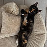 cat, tortoiseshell_cat, pet_bed, plush, relaxed, indoor, feline, animal, cute, cozy, fur, whiskers, paws, looking, resting, comfortable, floor_tiles, domestic_cat, mammal, sleepy