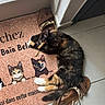 Bella a rejoint le concours — aidez-le/la à gagner de superbes lots ! cat, tortoiseshell_cat, doormat, cartoon_cats, sandals, floor_tiles, indoor, curious, pet, animal, paws, fur, relaxing, home, decor, shoes, text, brown, black, orange