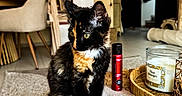 Bella a rejoint le concours — aidez-le/la à gagner de superbes lots ! cat, kitten, tortoiseshell, makeup, brush, lipstick, table, living_room, chair, shelf, candle, cosy, indoor, decor, furniture, pet, curious, animal, household, green_eyes