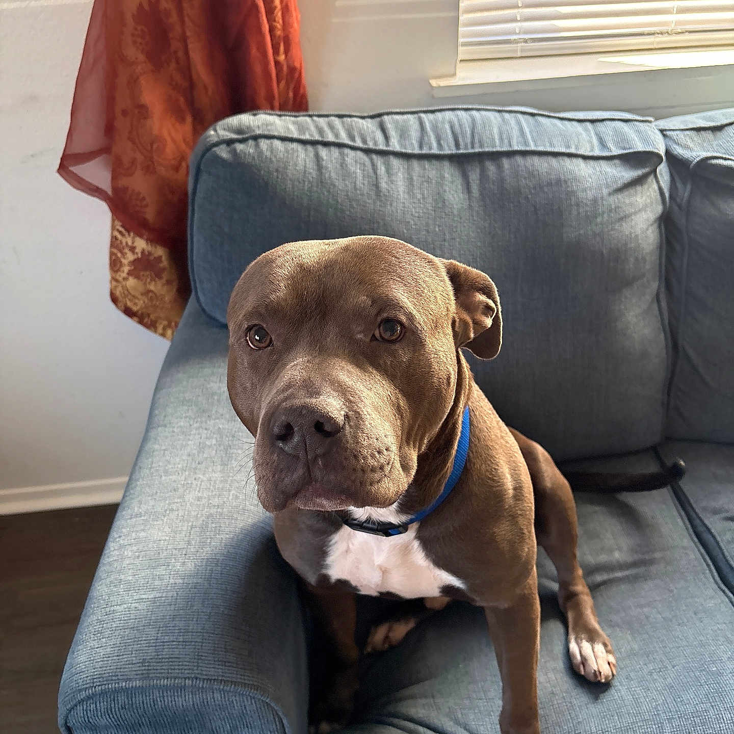 Kream joined the competition — help win amazing prizes! blue_couch, brown_dog, canine, collar, comfort, curtain, dog, domestic_animal, floor, fur, home, house, indoor, living_room, looking_up, natural_light, pet, seated, white_patch, window