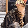 Patapouf a rejoint le concours — aidez-le/la à gagner de superbes lots ! animal, cat, chair, closeup, curious, daylight, ears, fur, furniture, kitten, outdoor, pet, portrait, sitting, striped, sunlight, tabby, whiskers, wicker, wooden_surface