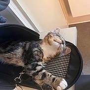 Patapouf a rejoint le concours — aidez-le/la à gagner de superbes lots ! animal, black_bag, cat, cozy, cute, domestic_cat, feline, fur, indoor, kitten, mesh_bag, paw, pet, pink_paw_pad, relaxed, resting, sleeping, tabby, table, whiskers