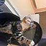 animal, black_bag, cat, cozy, cute, domestic_cat, feline, fur, indoor, kitten, mesh_bag, paw, pet, pink_paw_pad, relaxed, resting, sleeping, tabby, table, whiskers