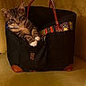 Patapouf a rejoint le concours — aidez-le/la à gagner de superbes lots ! animal, bag, cat, couch, cozy, cute, domestic, fur, furniture, handbag, indoor, kitten, patterned, paws, pet, relaxed, resting, small, tabby, yellow