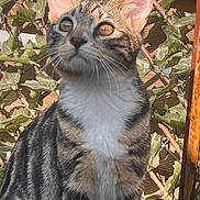 Patapouf participe au concours pour gagner de l'argent avec cette photo : cat, tabby_cat, animal, pet, outdoor, vine, leaves, trellis, wicker, fur, whiskers, ears, paws, amber_eyes, sunlight, portrait, looking_up, nature, lock_screen, digital_clock