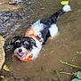 dog, water, mud, creek, rock, greenery, leaves, outdoor, nature, animal, black_and_white, happy, pet, harness, wet, playful, summer, shallow_water, canine, forest
